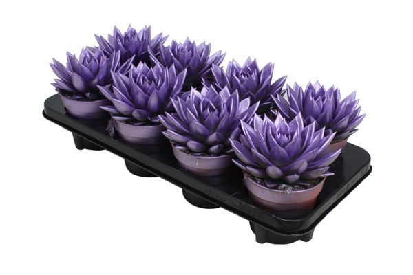 Miranda coloured metallic purple, D 12