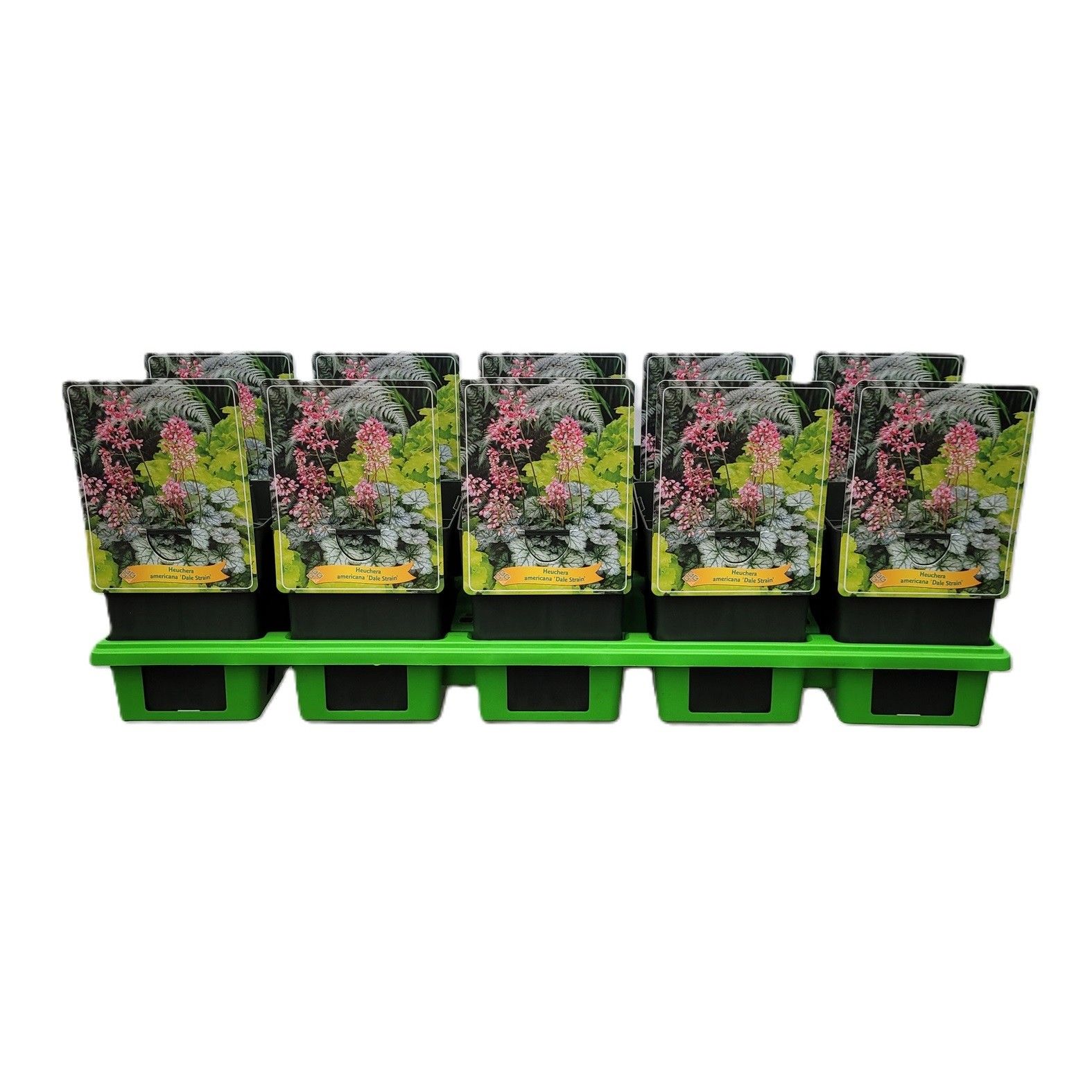 Heuchera americana 'Dale Strain' P11, D 11