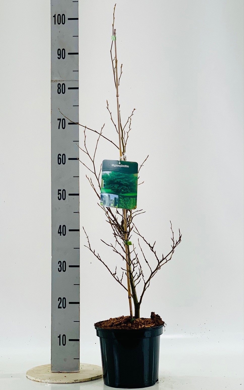 Fagus sylvatica 60-80, D 19