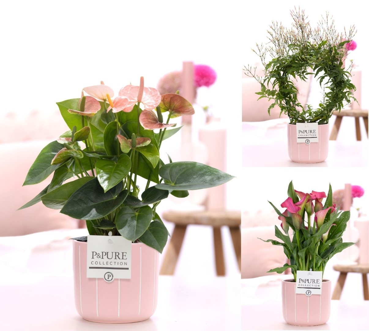 Mixtray Anthurium / Jasmijn /Zantedeschia in P&P Fleur keramiek, D 12