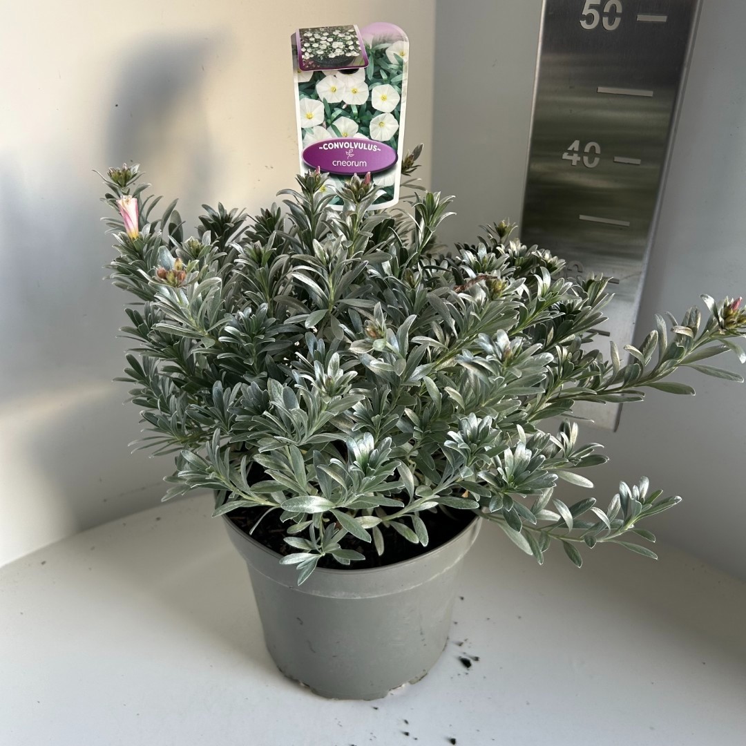 Convolvulus cneorum, D 23