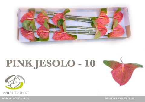 Антуриум Пинк Джесоло (розово-зел.) x10, шт.