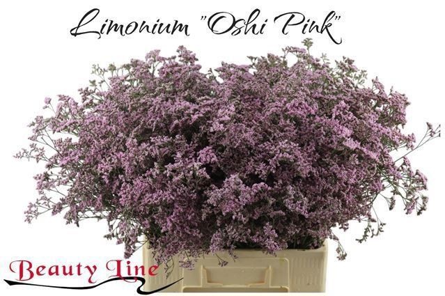 Лимониум Сафора Оши Пинк 70 (светло-роз.), шт.