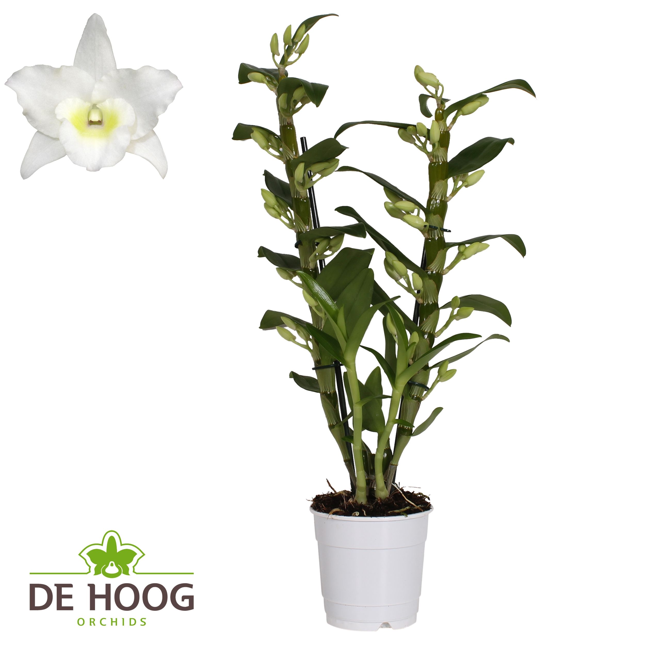 Dendrobium Nobile Apollon 2 stam 16+ tros De Hoog, D 12