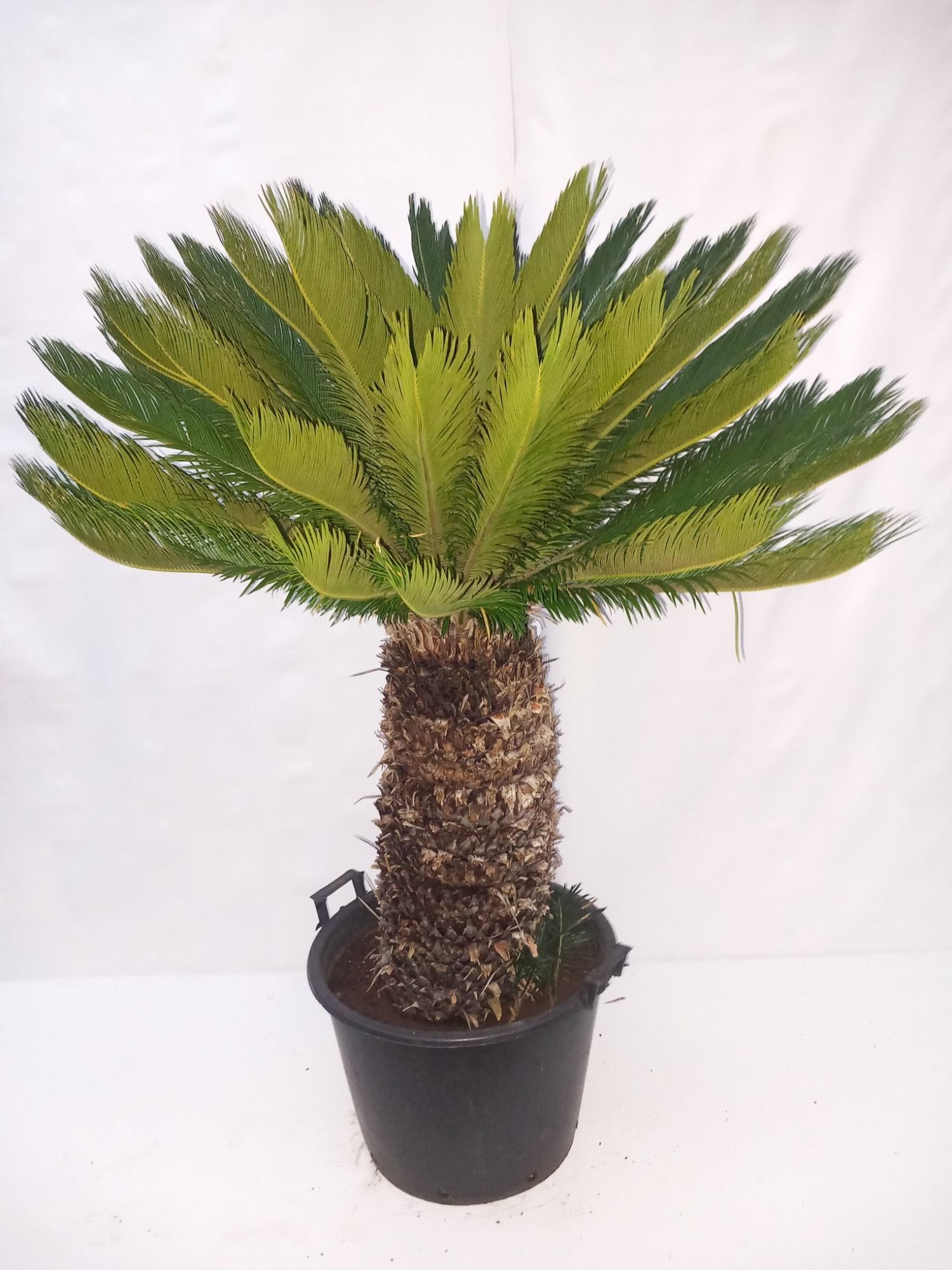 Cycas, D 38
