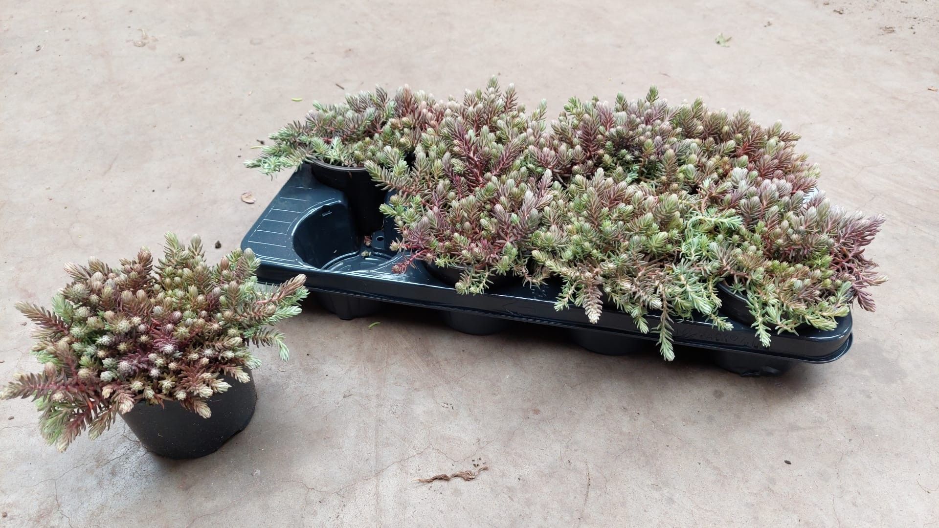 Sedum reflexum, D 13