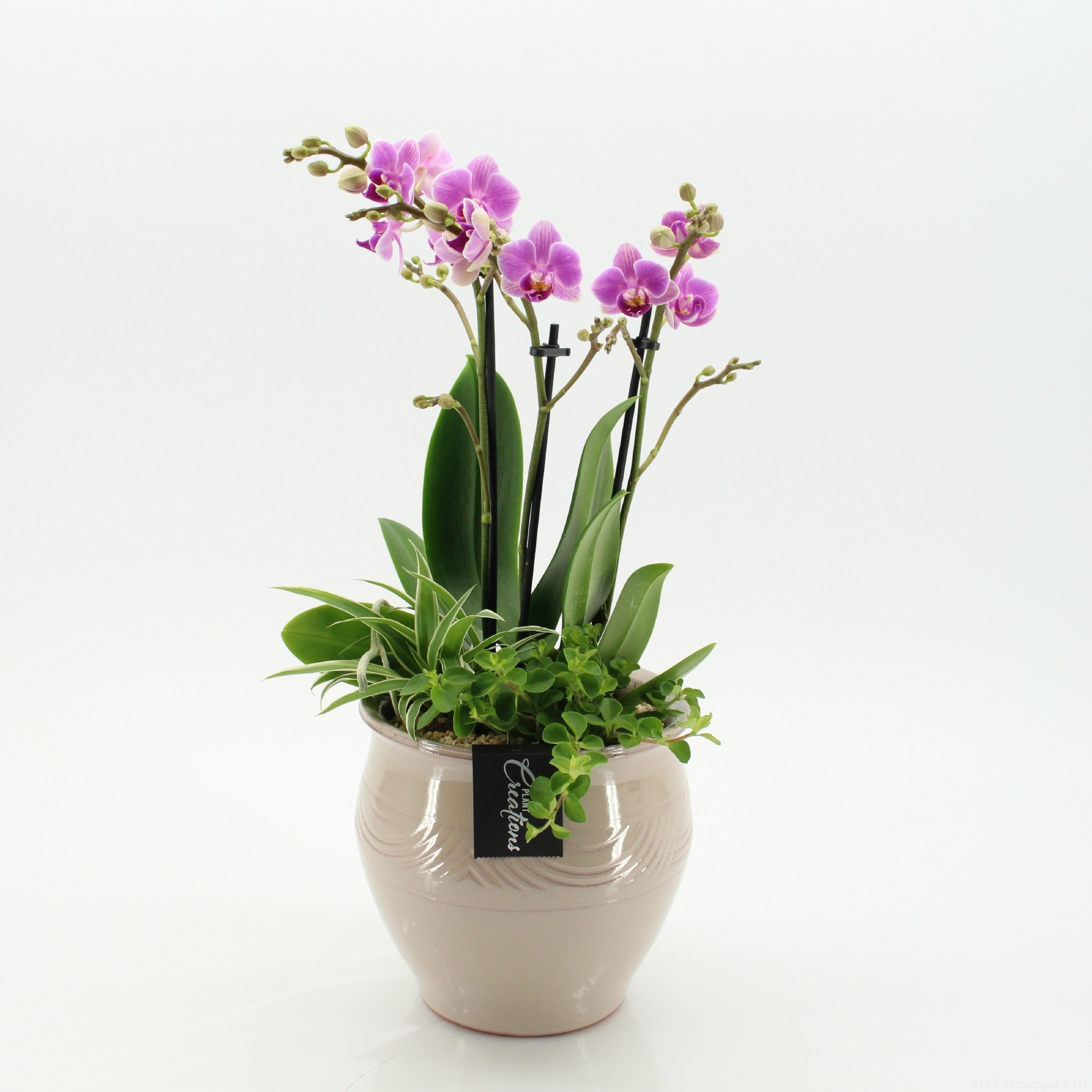 PHAL-2636RZ Phalaenopsis creatie, D 16