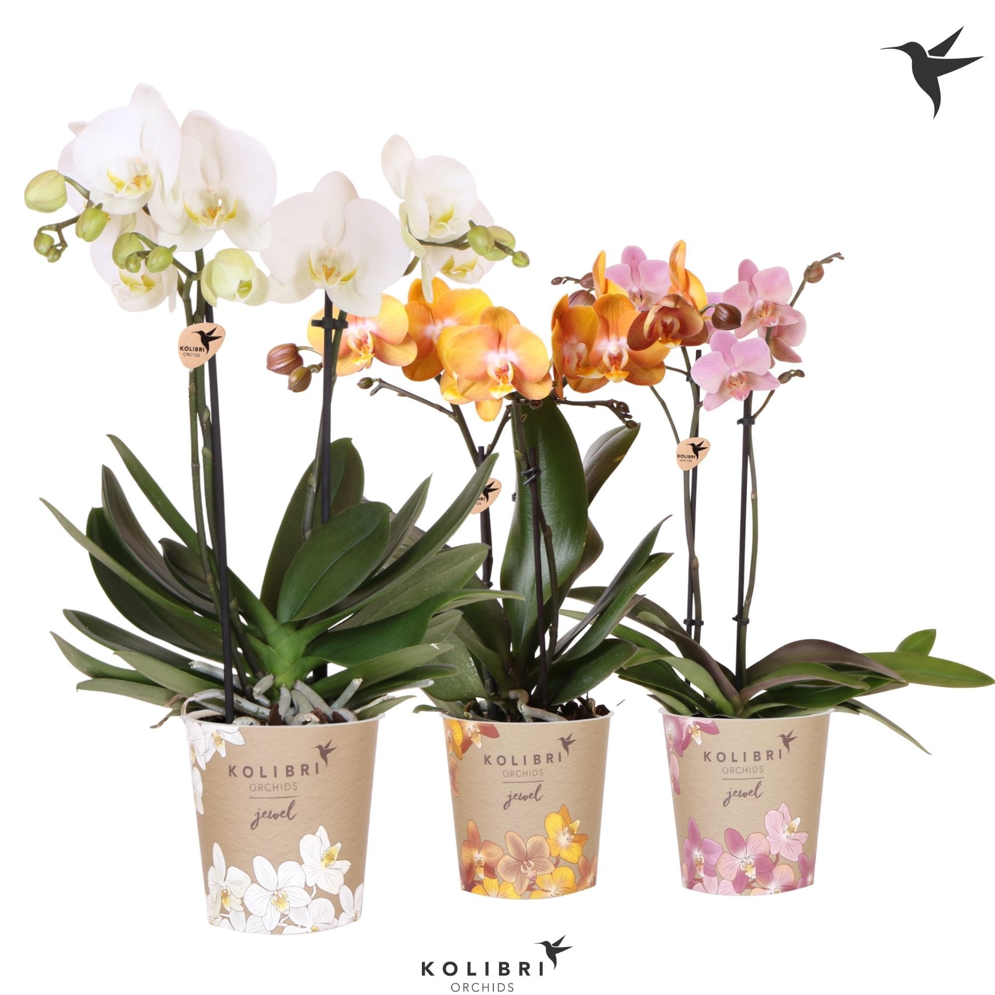 Kolibri Orchids Phalaenopsis Jewel mix 2 spike, D 12