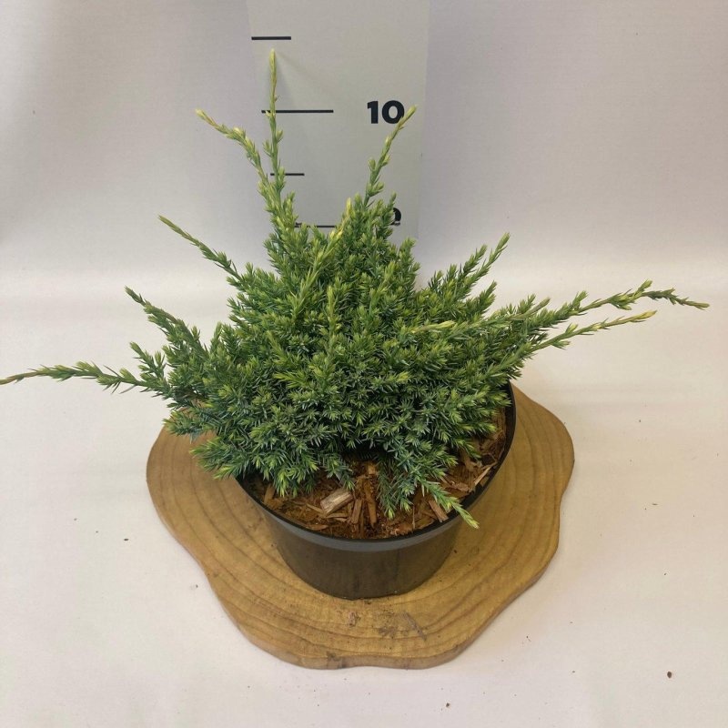 Juniperus squamata 'Holger', D 18