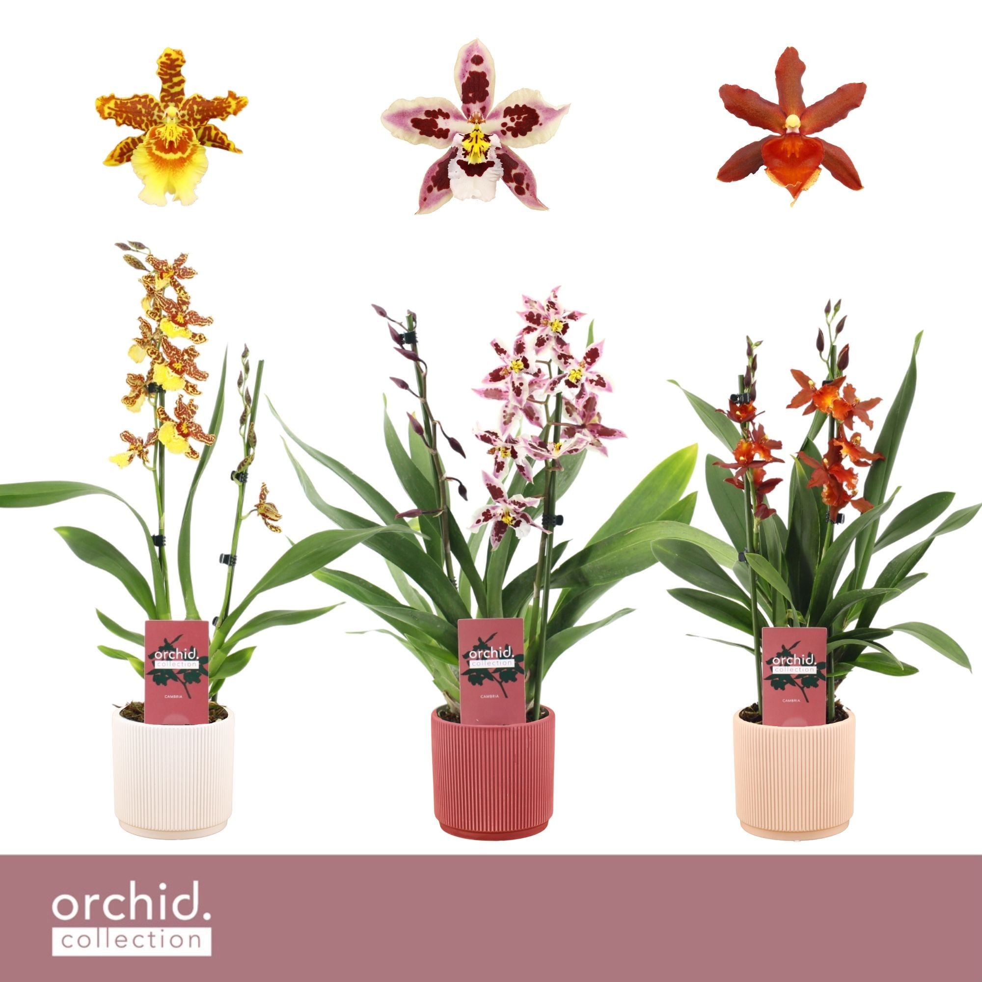 Cambria, Mix 2-spike in Horizon Ribble 'Orchid Collection', D 12