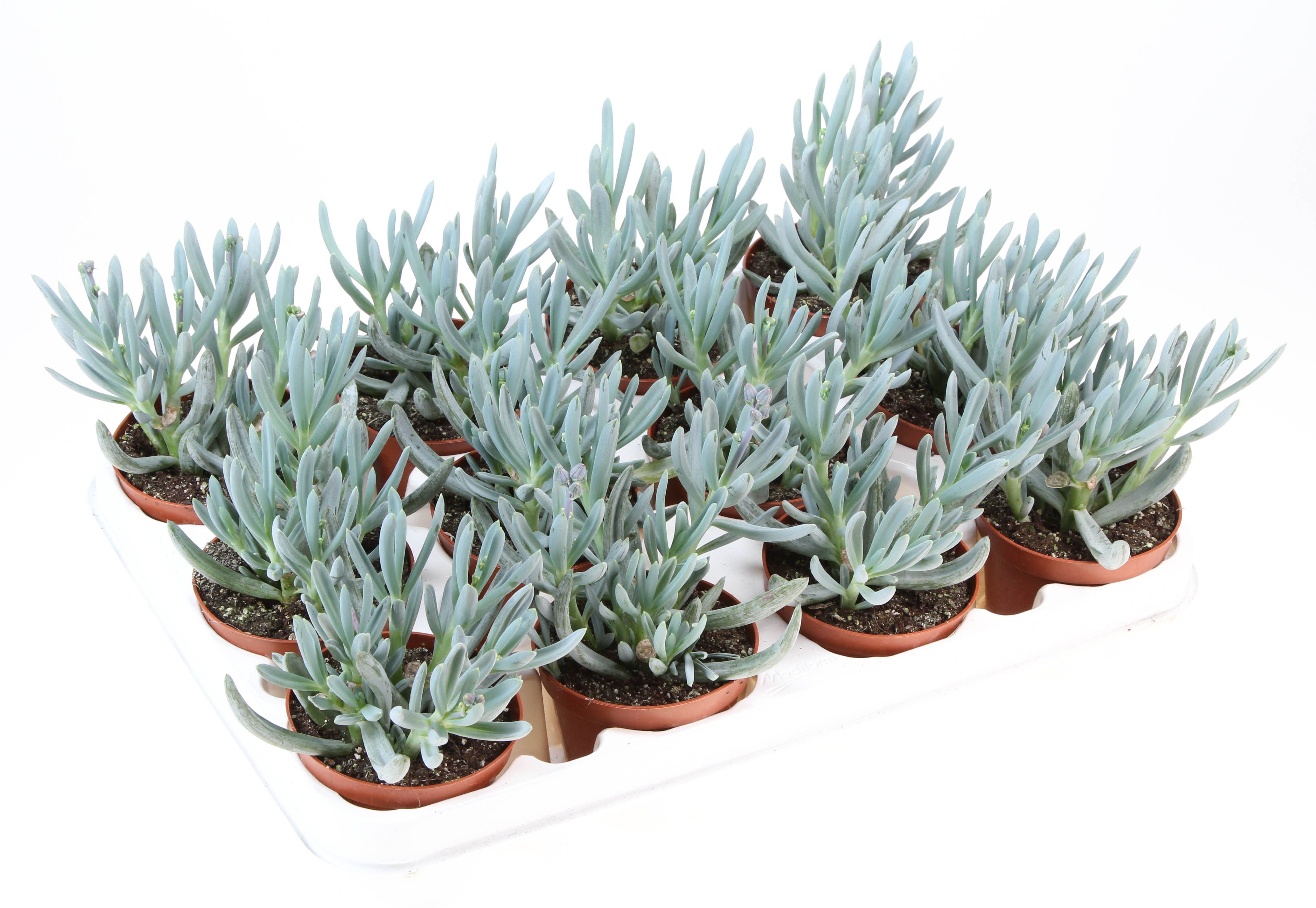 Senecio Kleinia, D 8,5