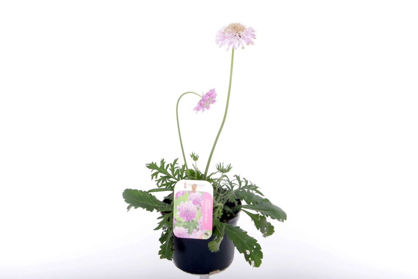 Scabiosa columbaria Pink Mist, D 13