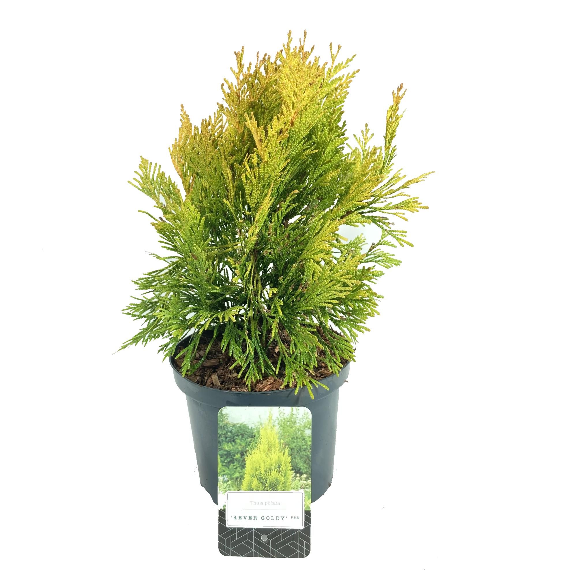 Thuja plicata '4ever Goldy' PBR, D 18