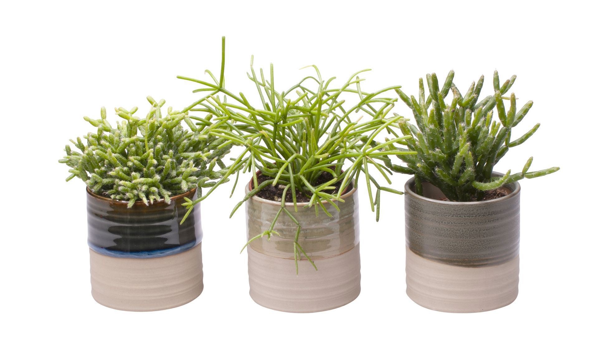 L 65441 with Rhipsalis Mix, D 6