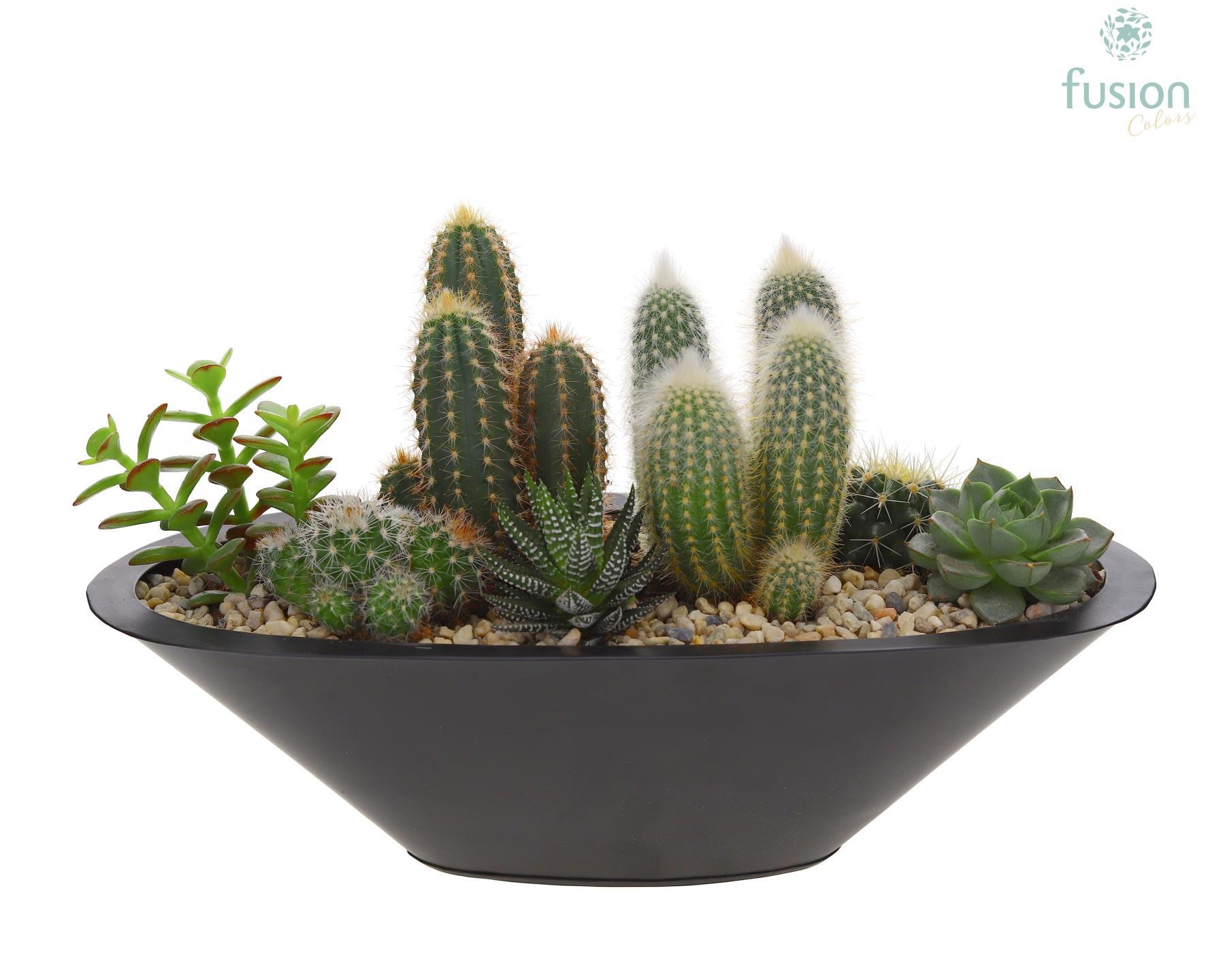 Schaal zink antraciet bootvorm pot met cactus en succulenten, D 35