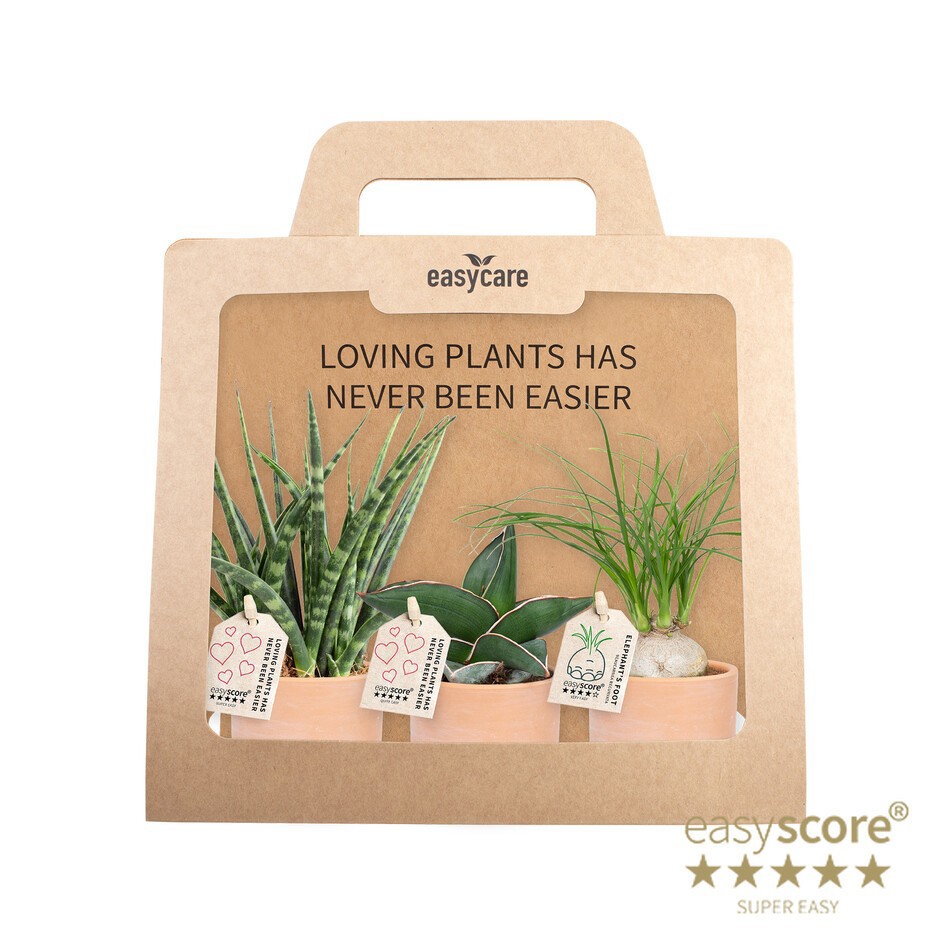 GREEN MIX 40690059 Raw Terracotta 3-pack, D 7