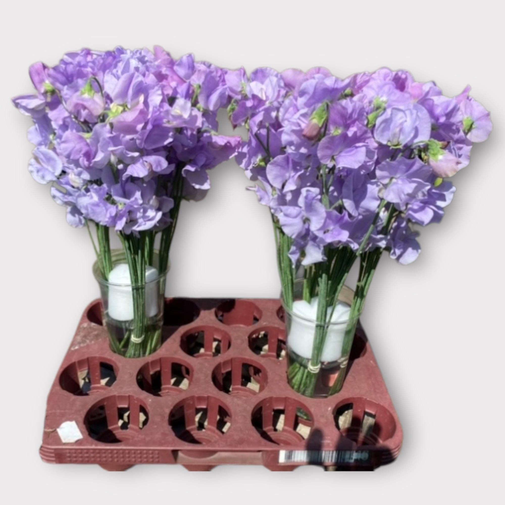 Латирус Винтер Саншайн Лавендер 40, шт.