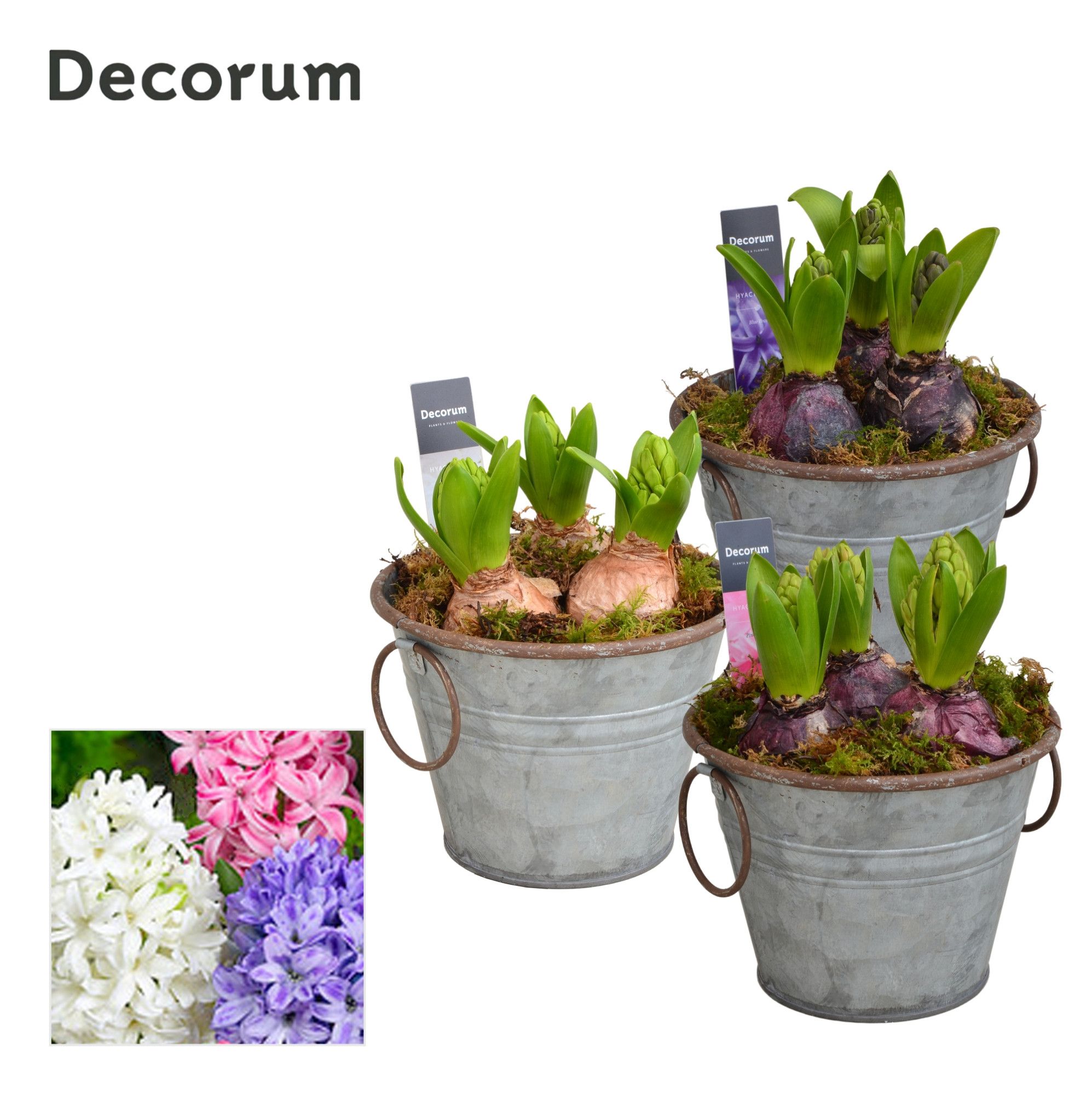 Hyacint Rustic Maxi HL12533 [PURE], D 13