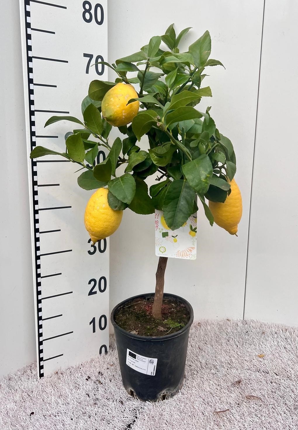 Citrus limone Lemon on stem, D 19