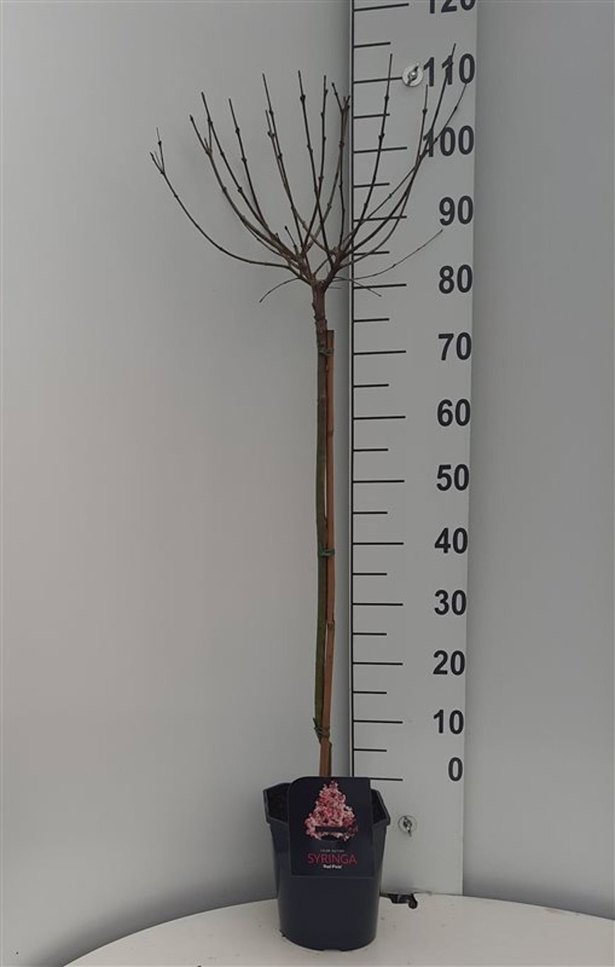 Syringa meyeri 'Palibin', D 21