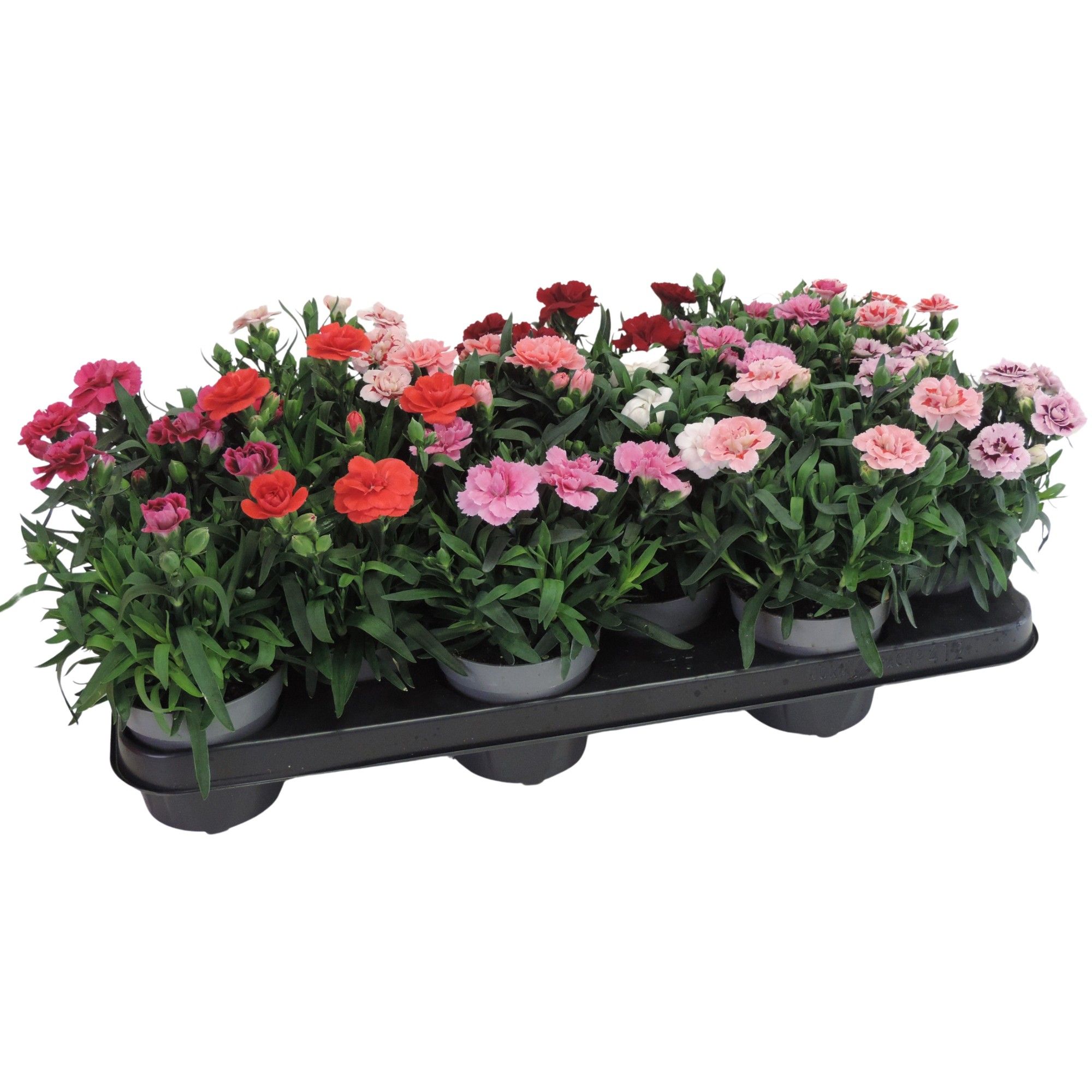 Dianthus Oscar Mix 10.5 cm, D 10,5