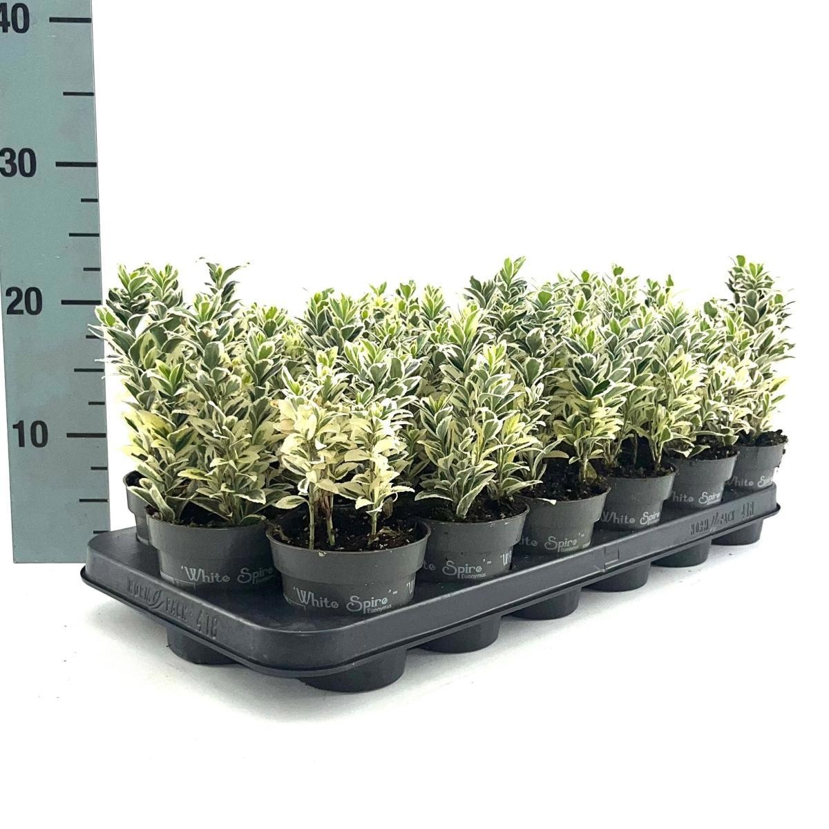 Euonymus jap. 'White Spire', D 9,5