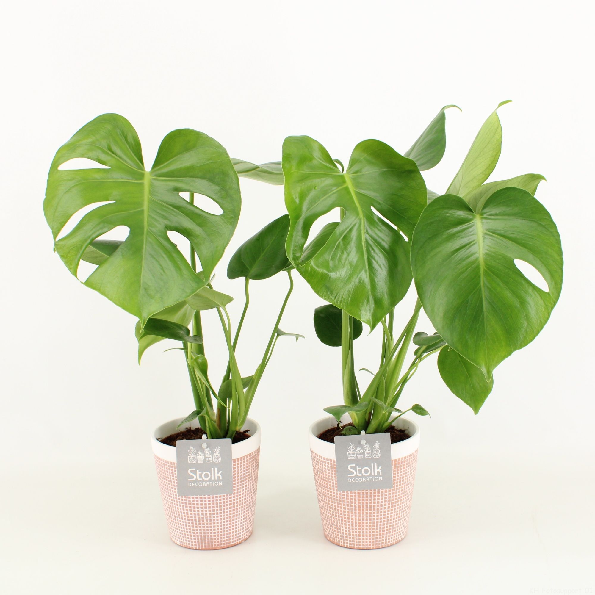 Monstera in Terracotta pot, D 13