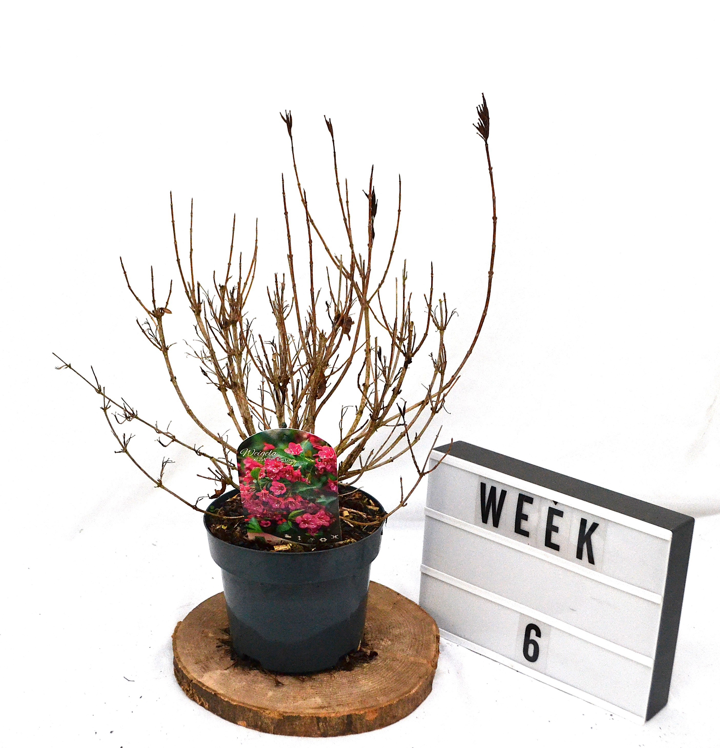 Weigela Big Love C3, D 19