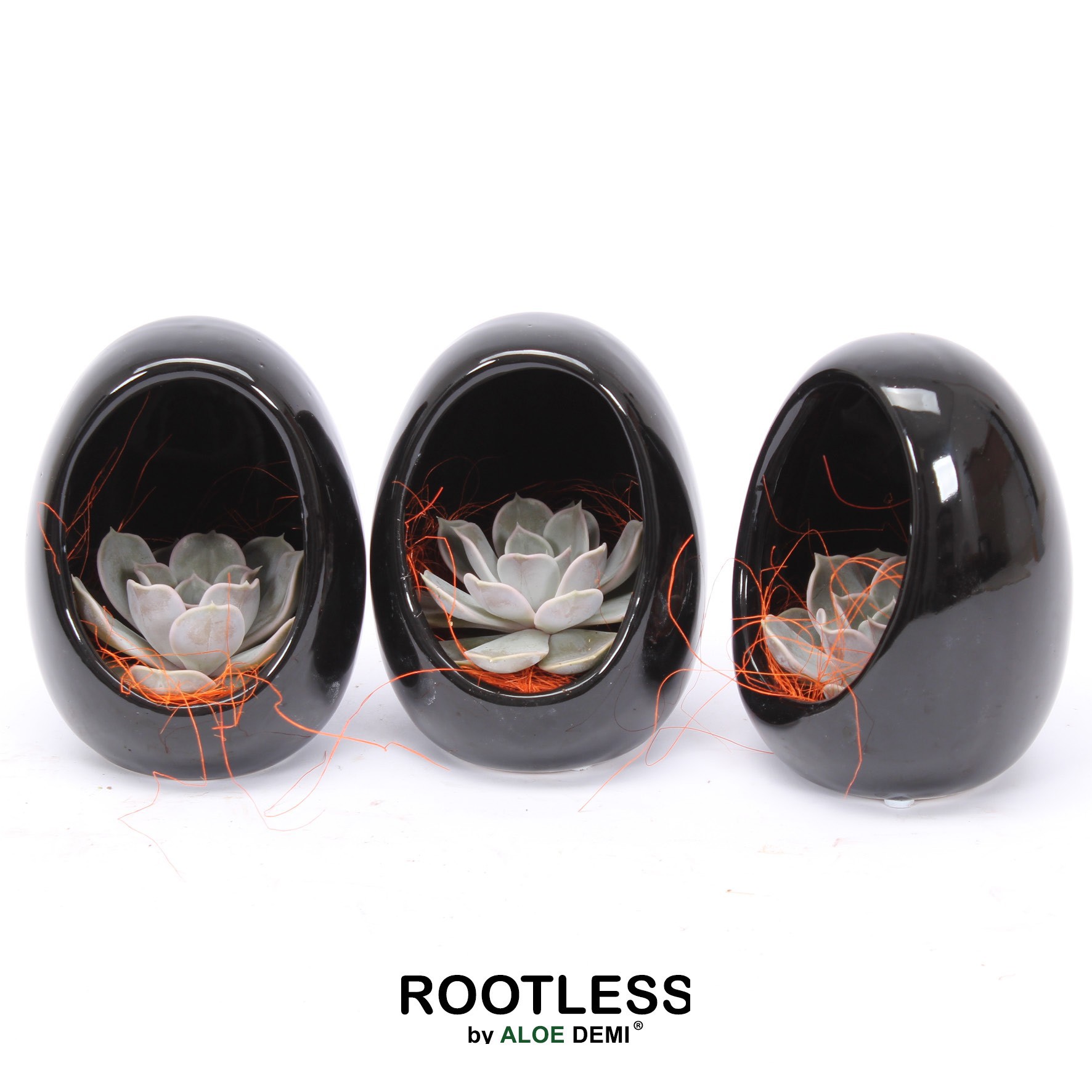 ROOTLESS Echeveria, Egg black Halloween, D 10