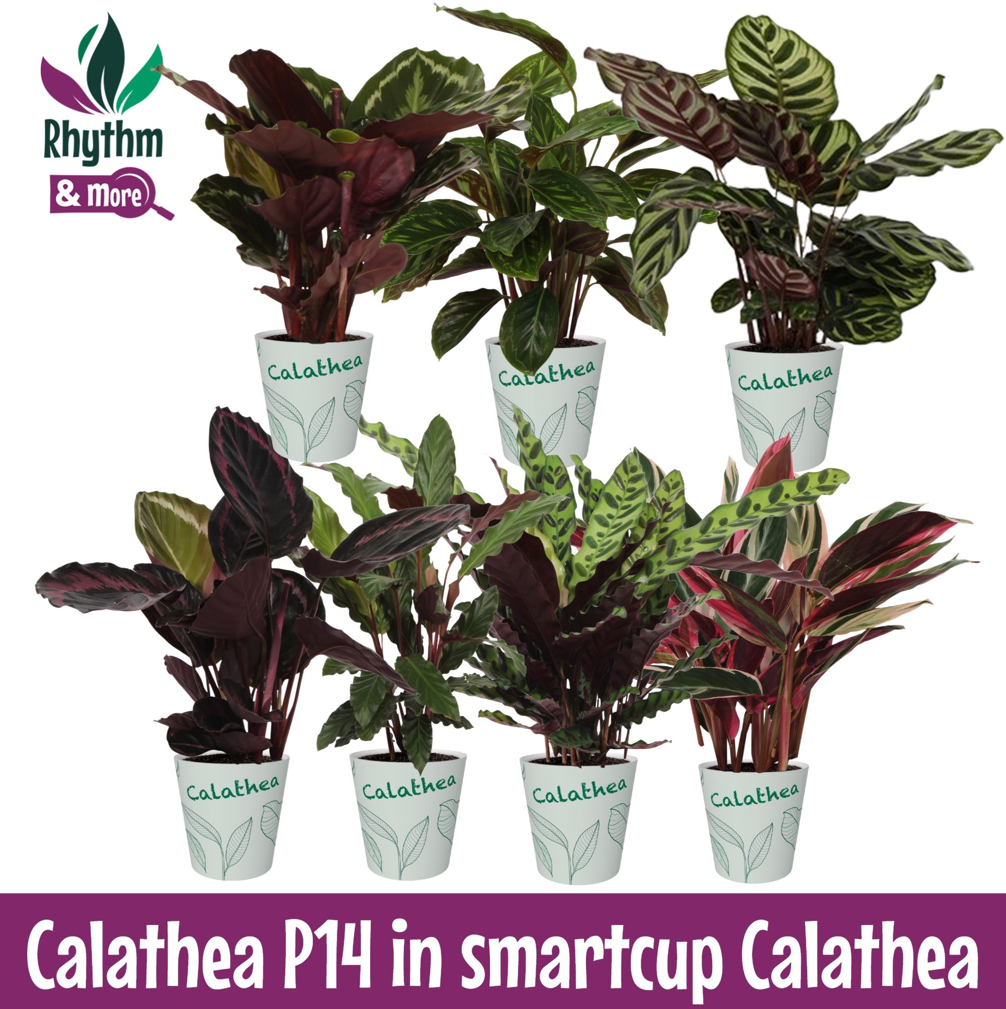 Calathea 14cm Gemengd in smartcup - Rhythm & More, D 14