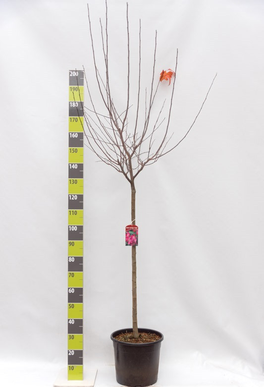 Malus toringo 'Freija'® C 20 120 ha, D 30