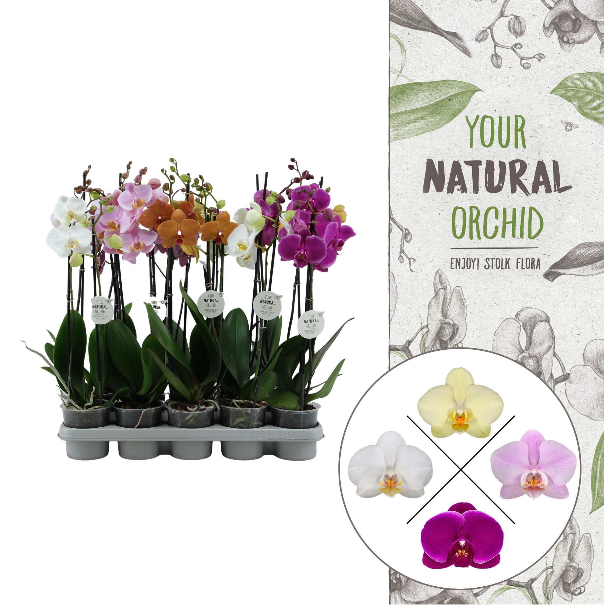 Your Natural Orchid | Mix 12+ | Phalaenopsis 2 spike, D 12