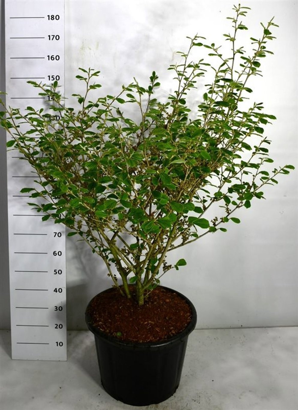 Hamamelis int. 'Arnold Promise', D 54