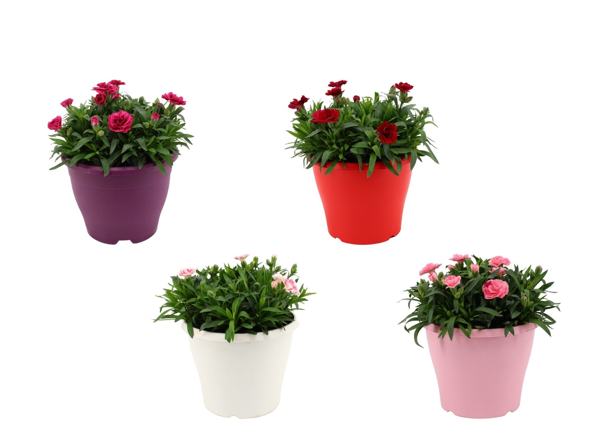 Hello Spring Dianthus Oscar in 19 cm Terras pot gemengd, D 19
