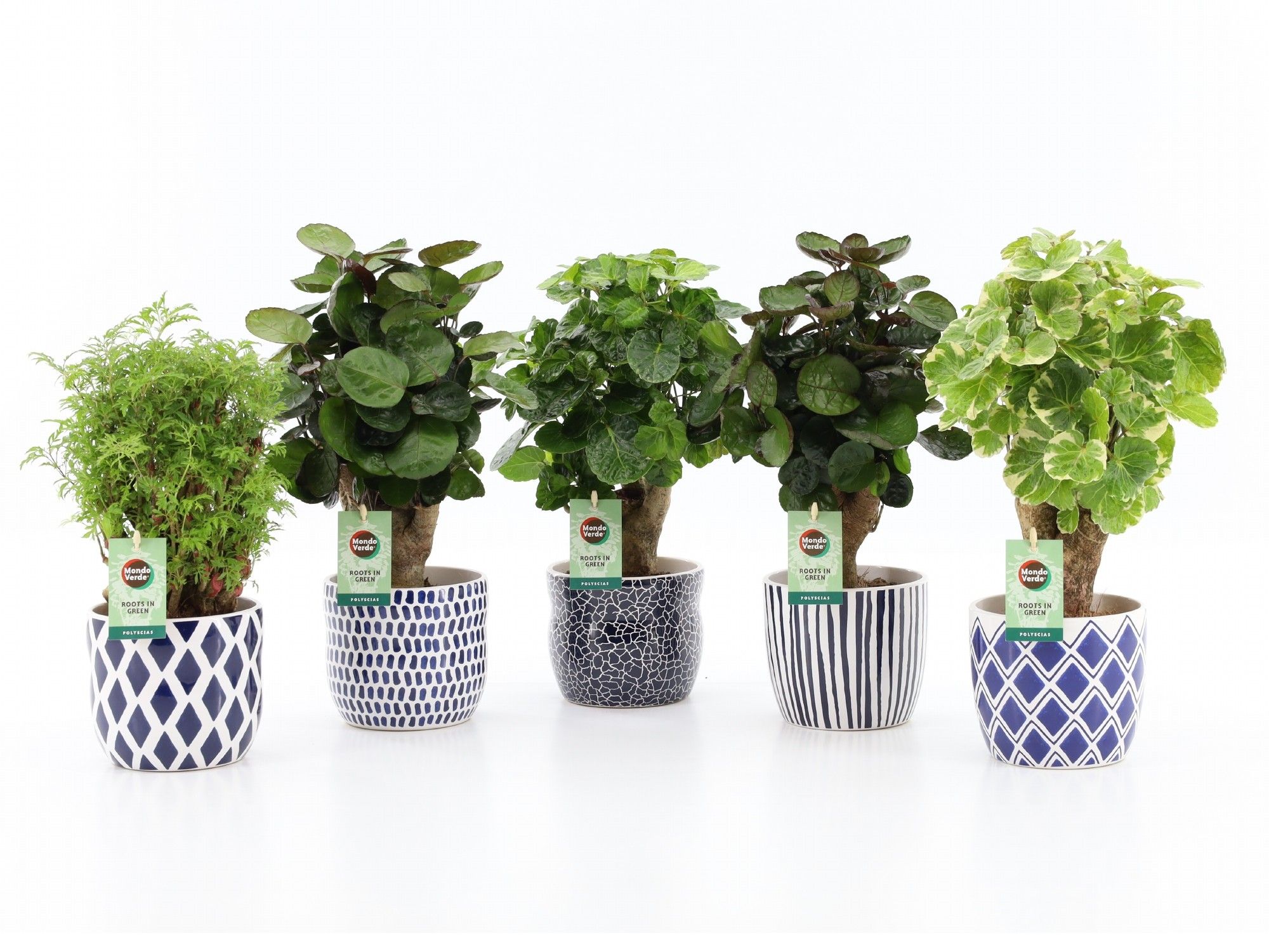 Polyscias Mix 12cm in Delft-Blue keramiek, D 13