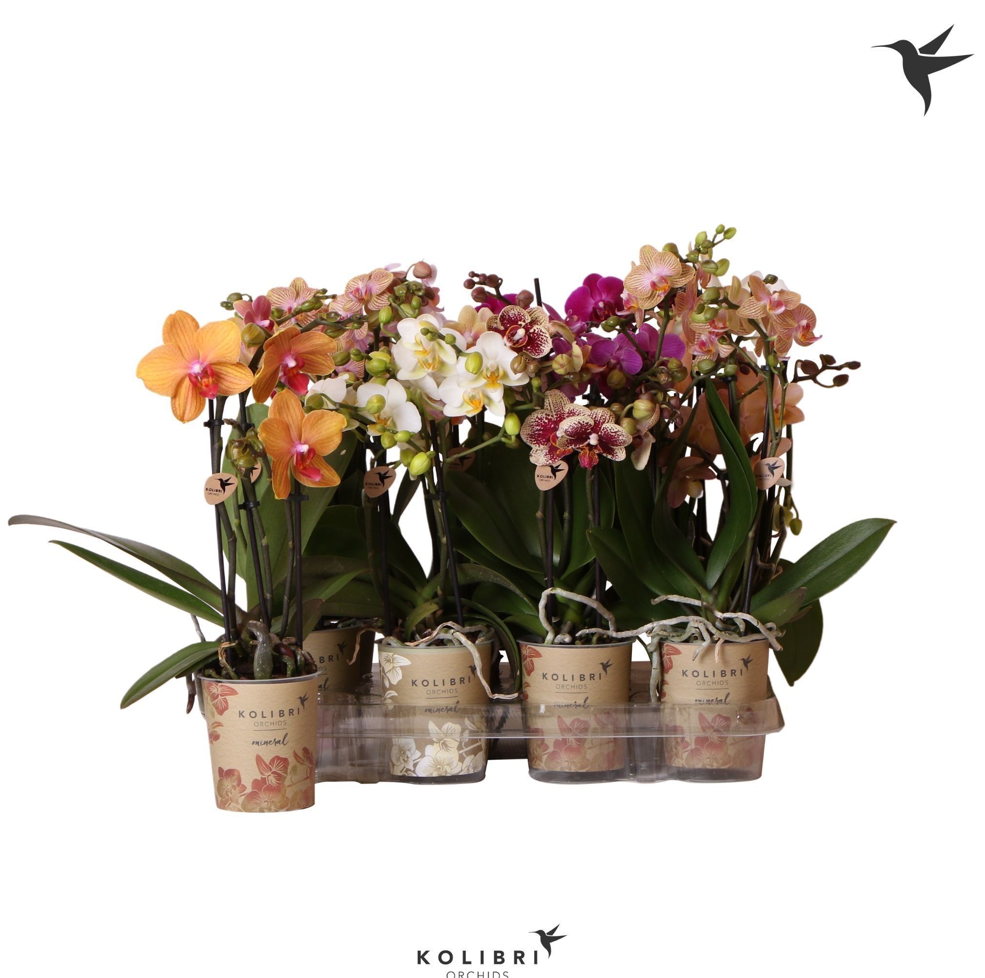 Kolibri Orchids Phalaenopsis Mix 3 spike, D 9