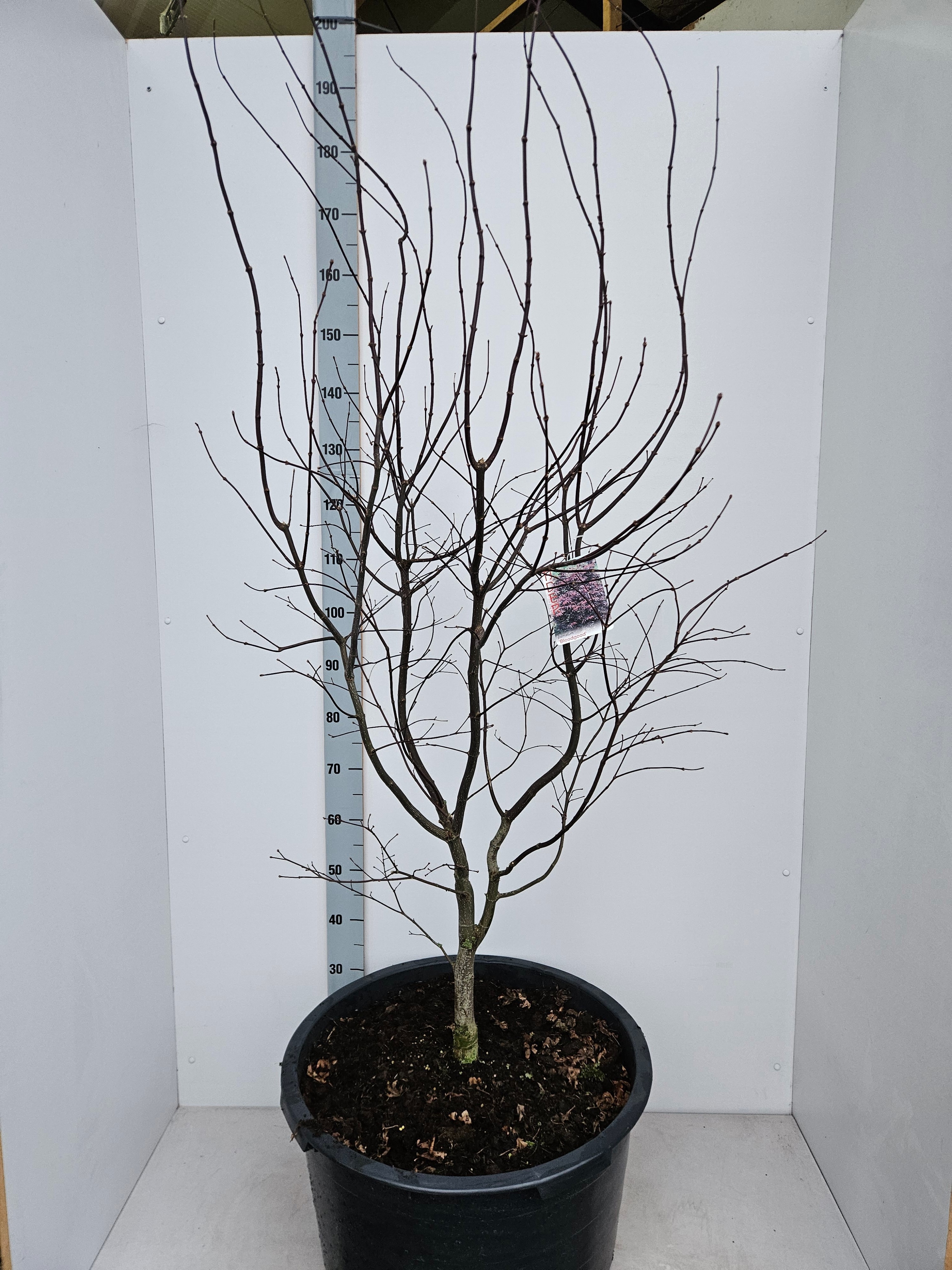 Acer palmatum 'Bloodgood', D 59