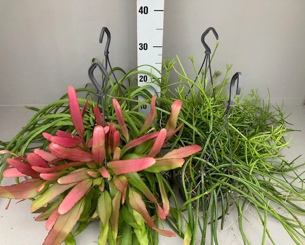 Rhipsalis 5 gemengd, D 14