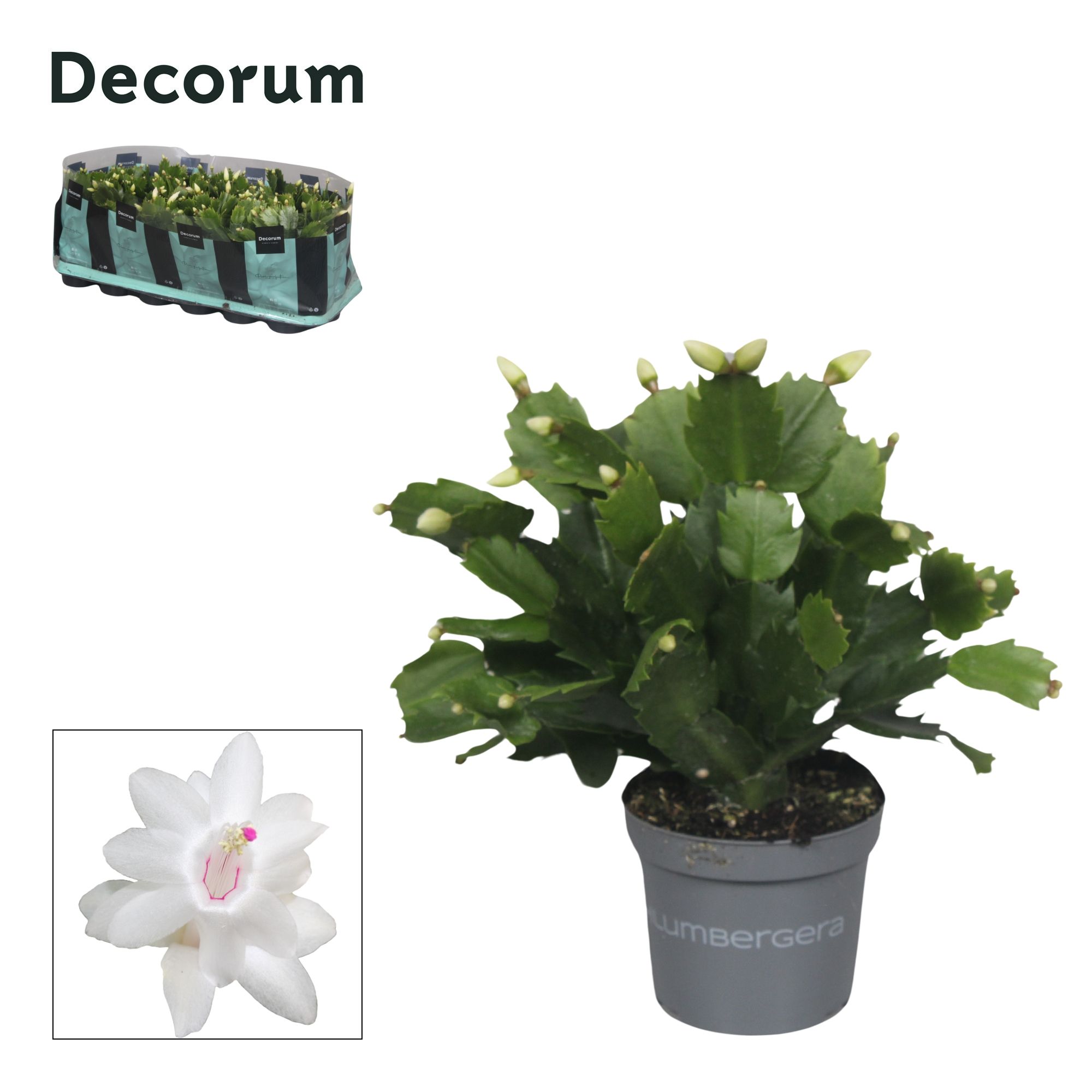 Schlumbergera - 9 cm - White (Malissa) - Decorum, D 9