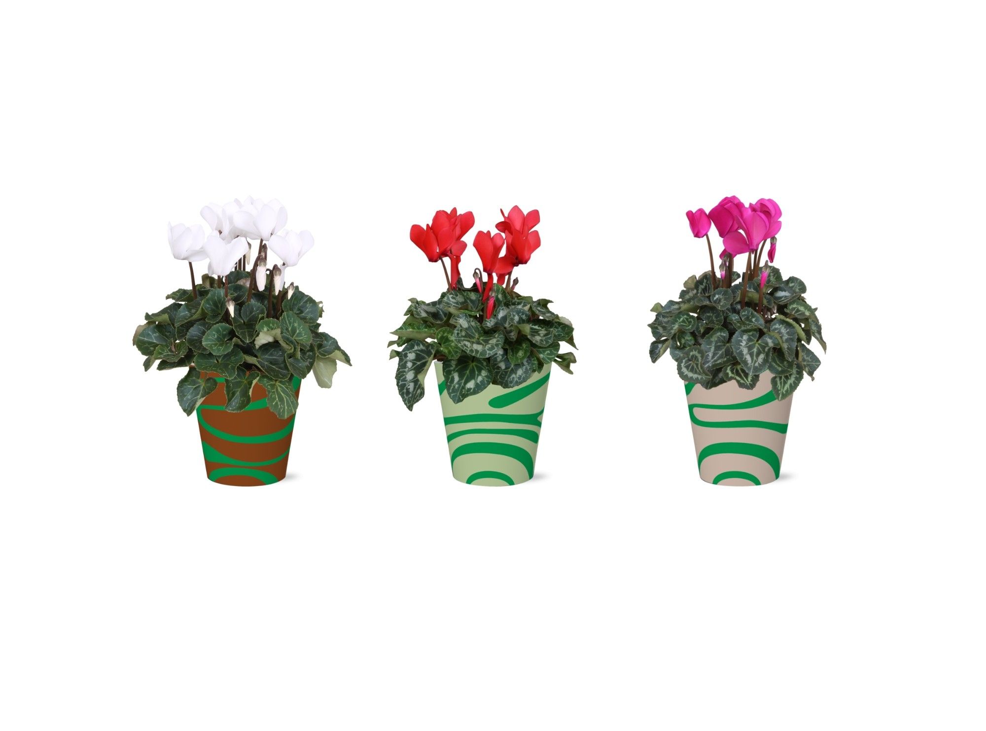 Collectie 'Natural Bubble' - Cyclamen in Mees Smartcup, D 12