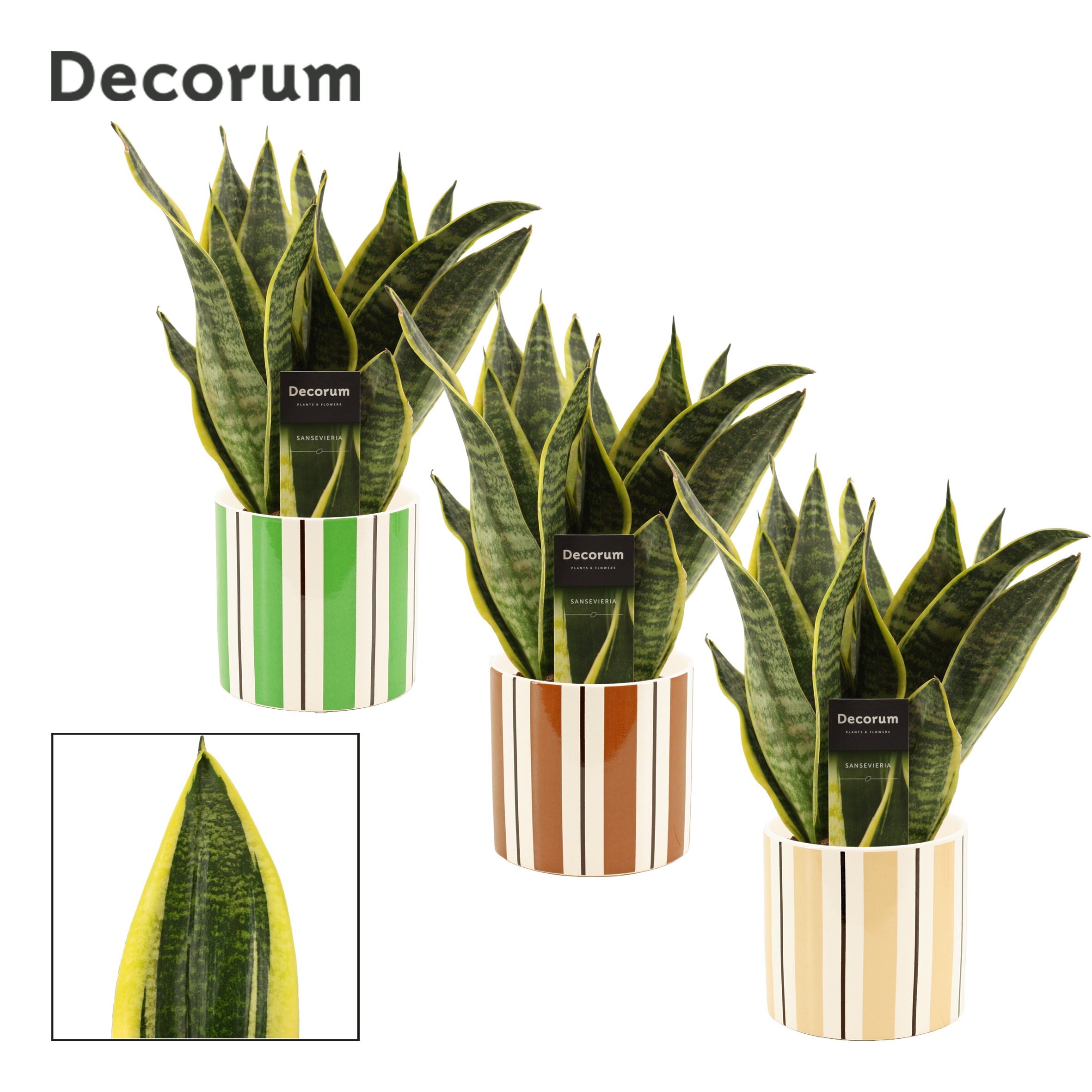 Sansevieria Superba 12 cm in Beau (Natural bubble-collection), D 12