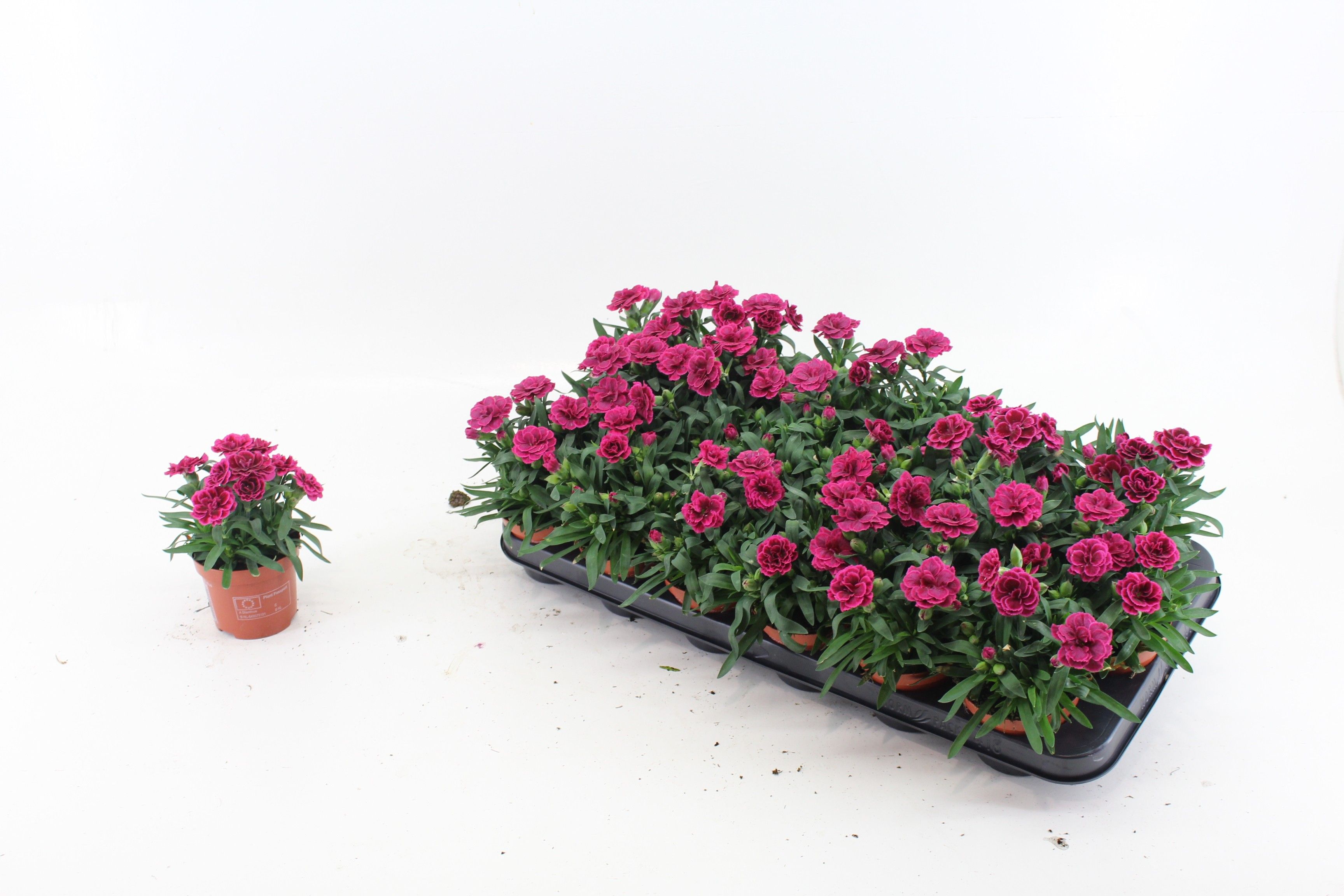 Dianthus Purple Wings, D 9