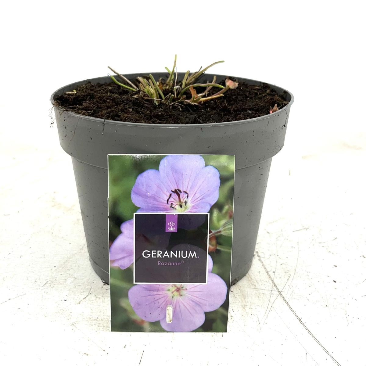 Geranium Rozanne, D 17