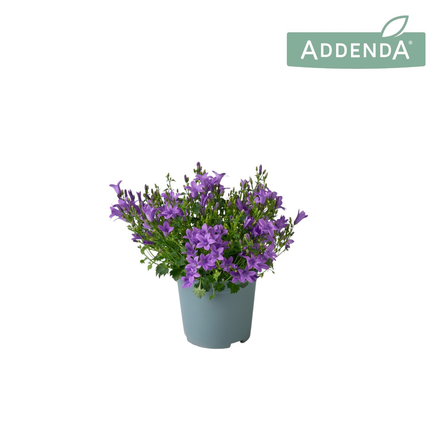 Campanula Ambella Intense Purple 10,5 cm, D 10,5