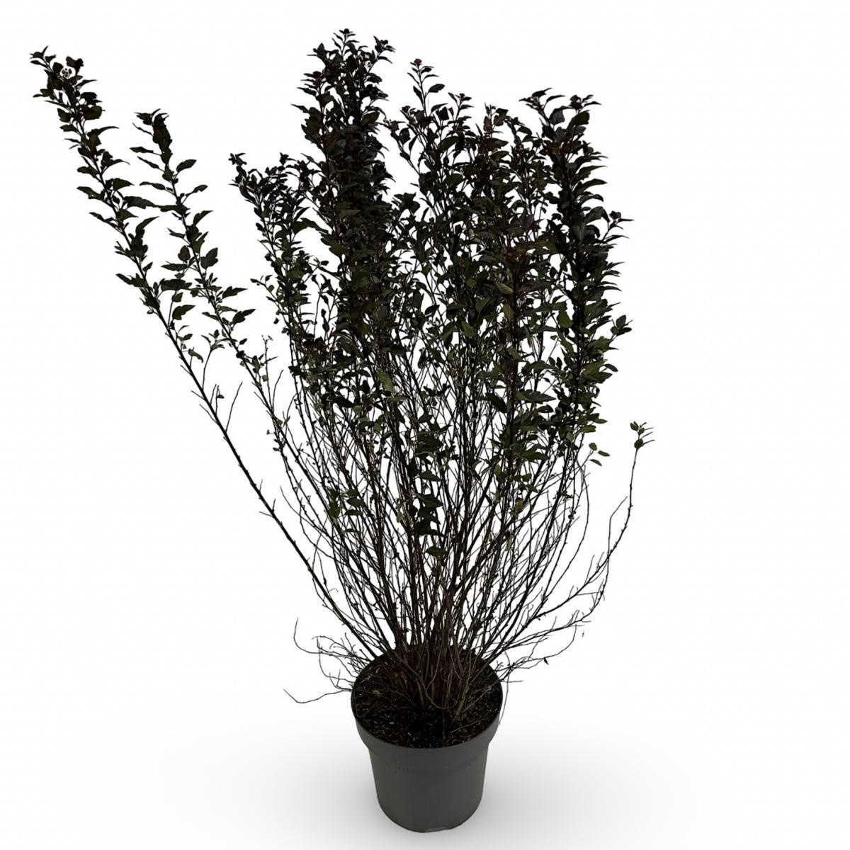 Physocarpus opulif. Little Devil, D 32