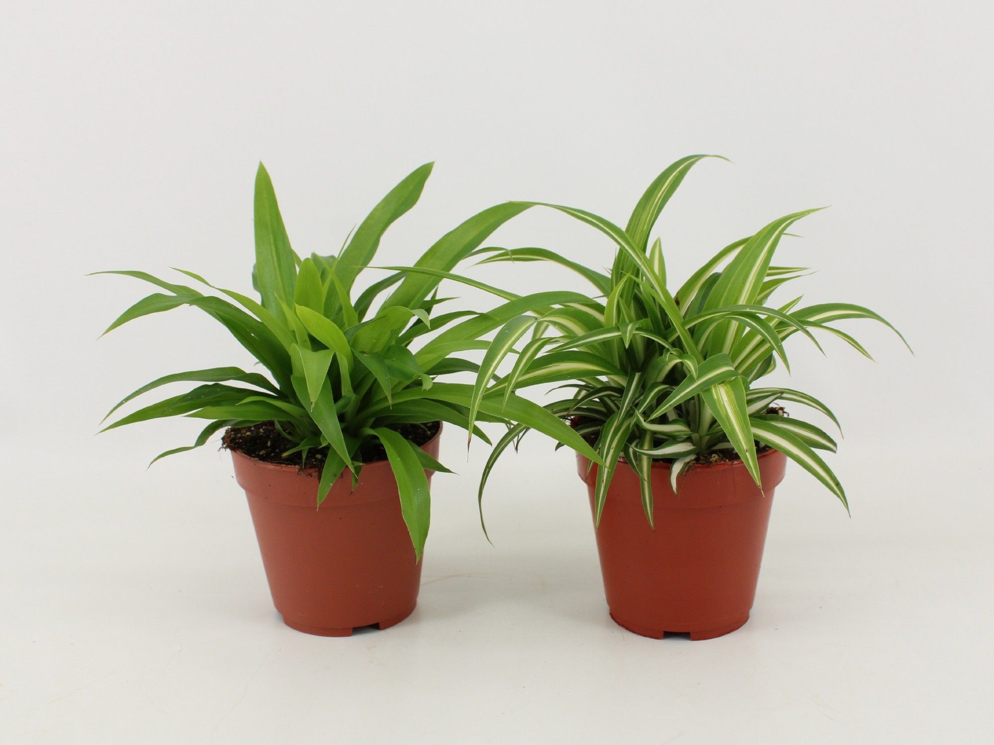 Chlorophytum Gemengd, D 12