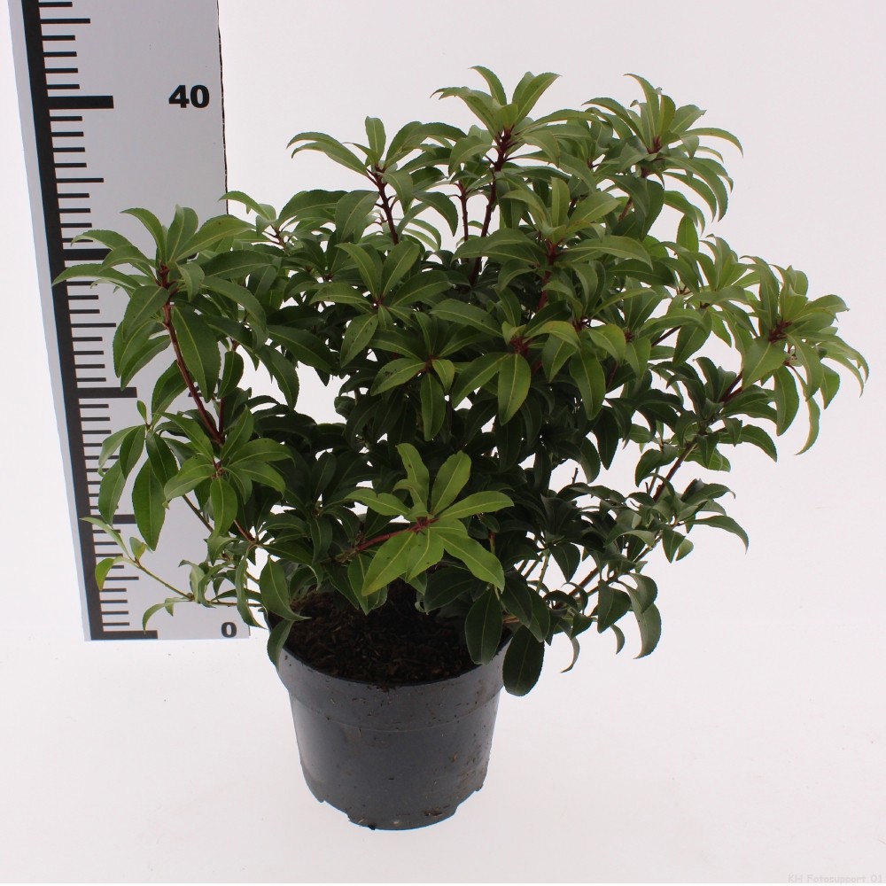 Pieris japonica 'Red Mountain', D 17