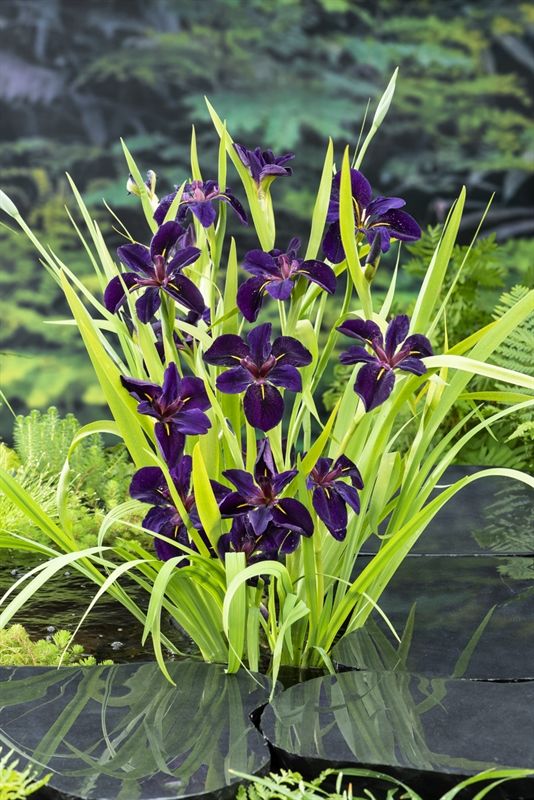 Iris black 'Gamecock', D 9