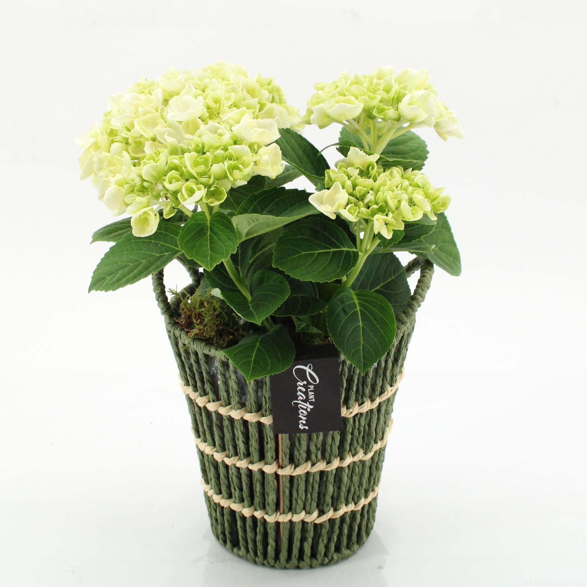 KHCR-2601W Hydrangea creations, D 16