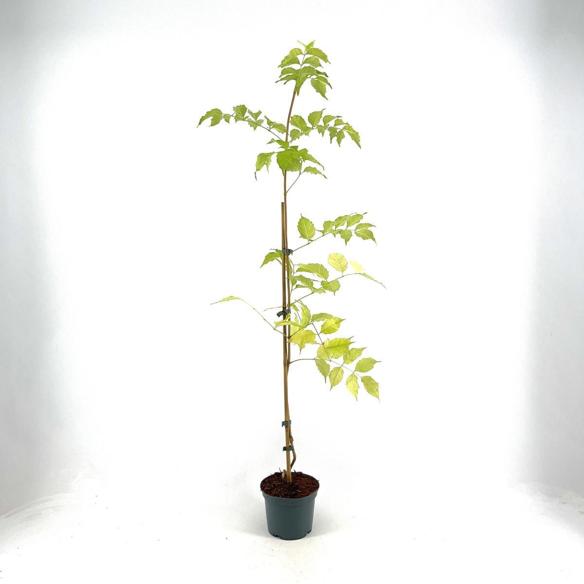 Campsis rad. 'Flava', D 17